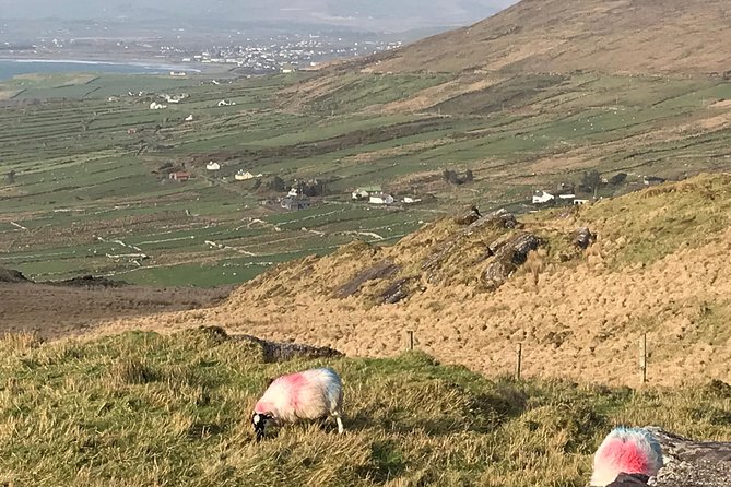 Private Ring of Kerry luxury tour with accredited guide - Skelligs Chocolate Co.: the fun stop that doesn’t hijack your day
