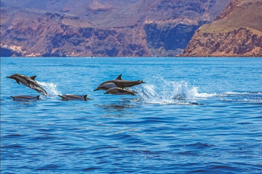 Puerto Rico de Gran Canaria: Premium Dolphin Catamaran Tour - Key things that make this catamaran tour worth your time