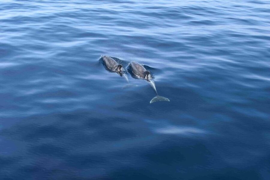 Puerto Rico de Gran Canaria: Premium Dolphin Catamaran Tour - The wildlife hunt: dolphins, turtles, flying fish, and the wow factor