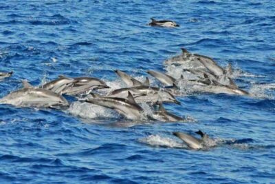 Puerto Rico de Gran Canaria: Premium Dolphin Catamaran Tour - Onboard comfort: what premium here really means