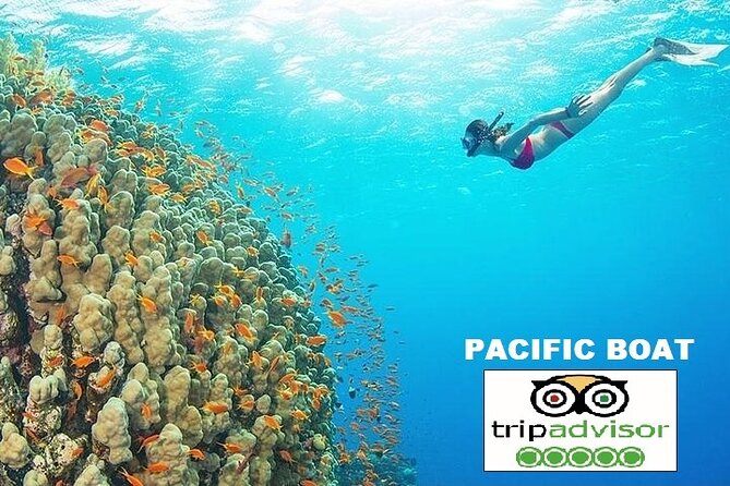REAL snorkel &island hopping by SPEEDBOAT-EXPLORE CUISINES(MAX12) - Kim Quy Island (First Snorkel): Hard Coral and Fish Time