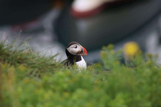 Reykjavik Premium Puffin tour | Close Up and Personal - Key takeaways before you go