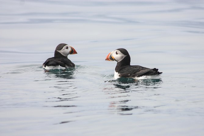 Reykjavik Premium Puffin tour | Close Up and Personal - Why This Premium Puffin RIB Tour Works So Well from Reykjavík