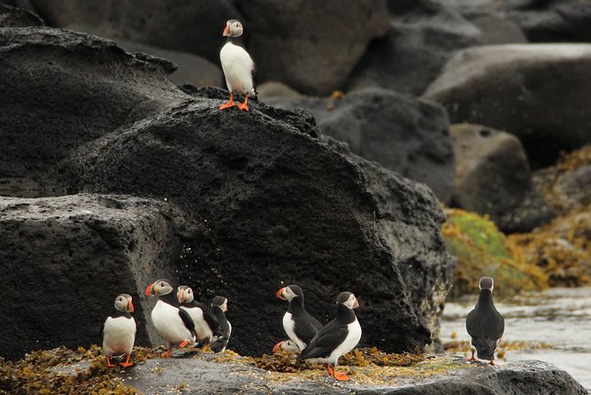 Reykjavik Premium Puffin tour | Close Up and Personal - The Lundey Run: What the RIB Ride Changes
