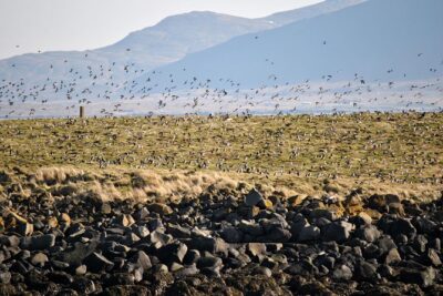 Reykjavik Premium Puffin tour | Close Up and Personal - Meeting at Elding and Getting Properly Warm