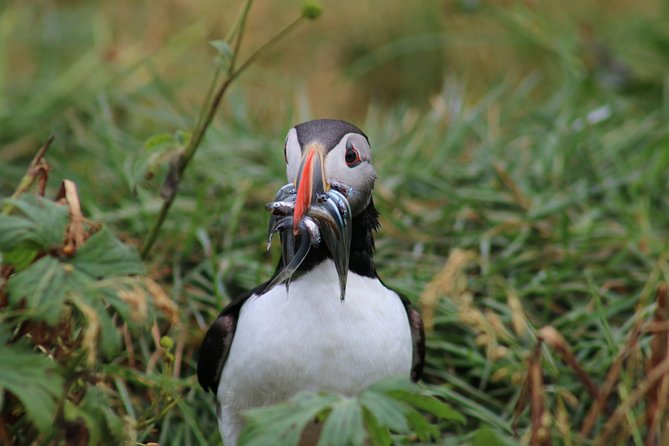 Reykjavik Premium Puffin tour | Close Up and Personal - Quick practical tips I’d use before you book
