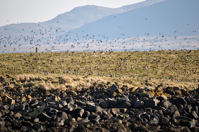 Reykjavik Premium Puffin tour | Close Up and Personal - Meeting at Elding and Getting Properly Warm