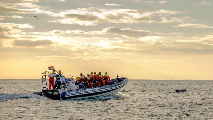 Reykjavik: Premium Whale and Puffin Watching Evening Tour - Who should book this tour (and who should skip it)