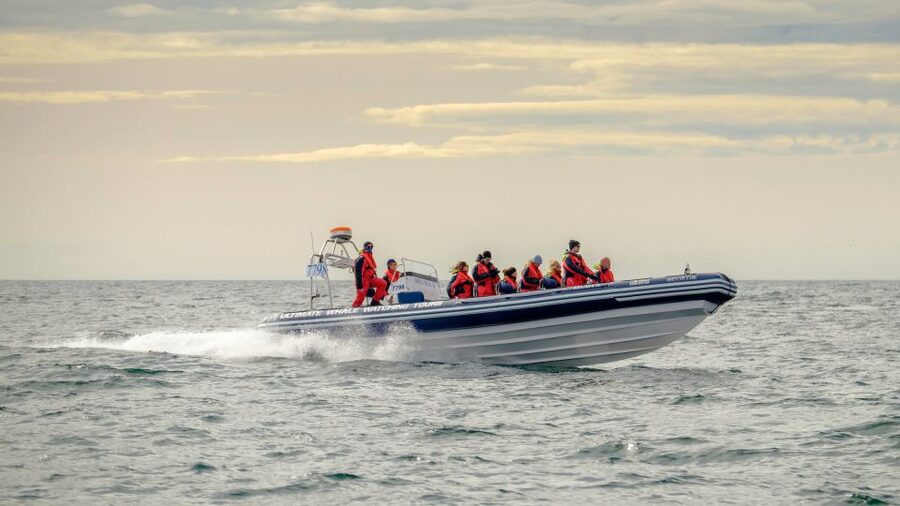 Reykjavik: Premium Whale and Puffin Watching Evening Tour - Puffins around the islands: what you’re looking for