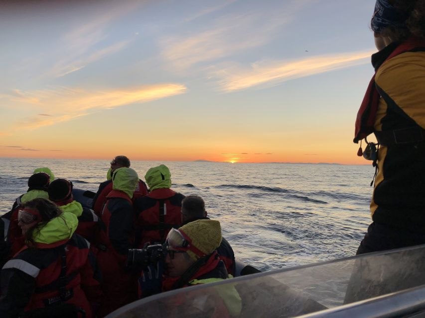 Reykjavik: Premium Whale and Puffin Watching Evening Tour - The return ride: Sun Voyager and Harpa views