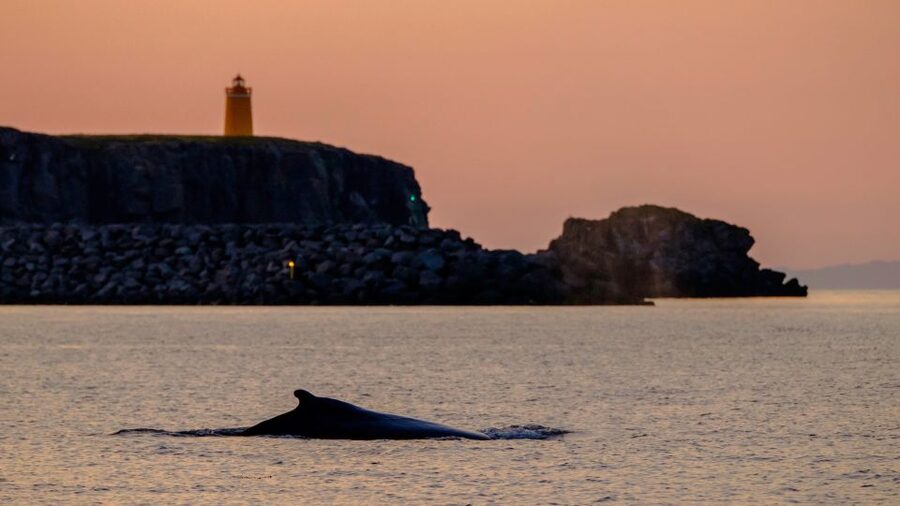 Reykjavik: Premium Whale and Puffin Watching Evening Tour - What’s included (and why it matters for value)