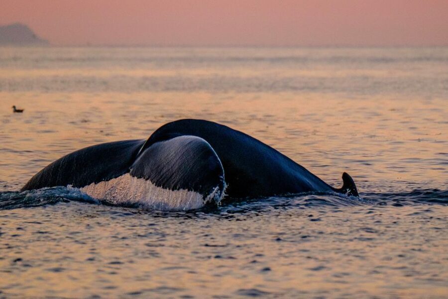 Reykjavik: Premium Whale and Puffin Watching Evening Tour - What to bring (and what makes people comfortable out there)