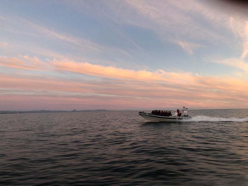 Reykjavik: Premium Whale and Puffin Watching Evening Tour - The RIB speedboat ride: fast, close, and wind-driven