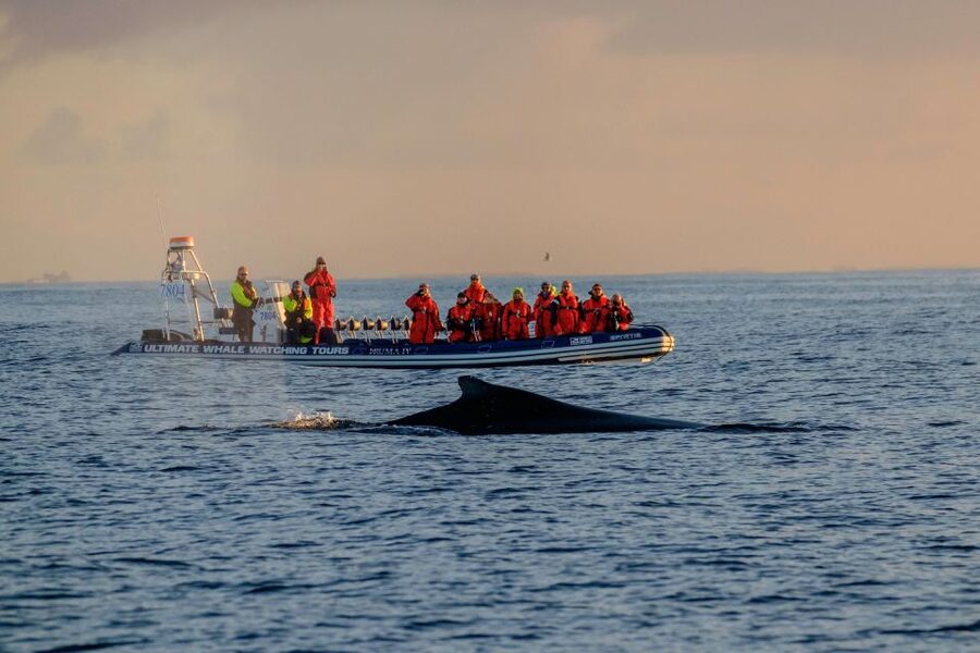 Reykjavik: Premium Whale Watching with Flexible Ticket - Key highlights to know before you go