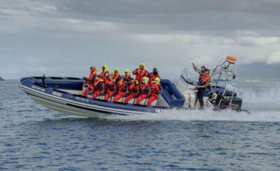 Reykjavik: Premium Whale Watching with Flexible Ticket - What wildlife you can realistically look for in Faxaflói Bay