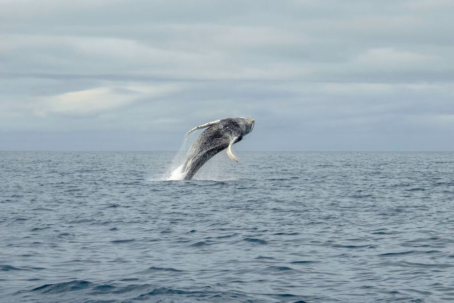 Reykjavik: Premium Whale Watching with Flexible Ticket - Your sea route: searching for whales, then cruising back past Reykjavík landmarks