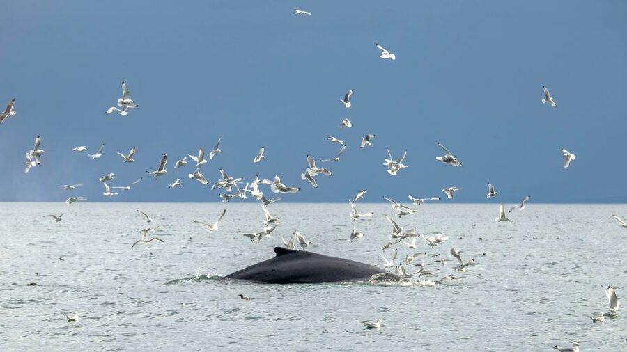 Reykjavik: Premium Whale Watching with Flexible Ticket - Who should book this, and who should skip the RIB version