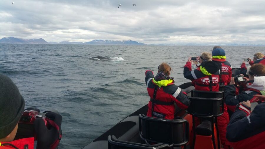 Reykjavik: Premium Whale Watching with Flexible Ticket - What to pack and how to prepare for choppy water