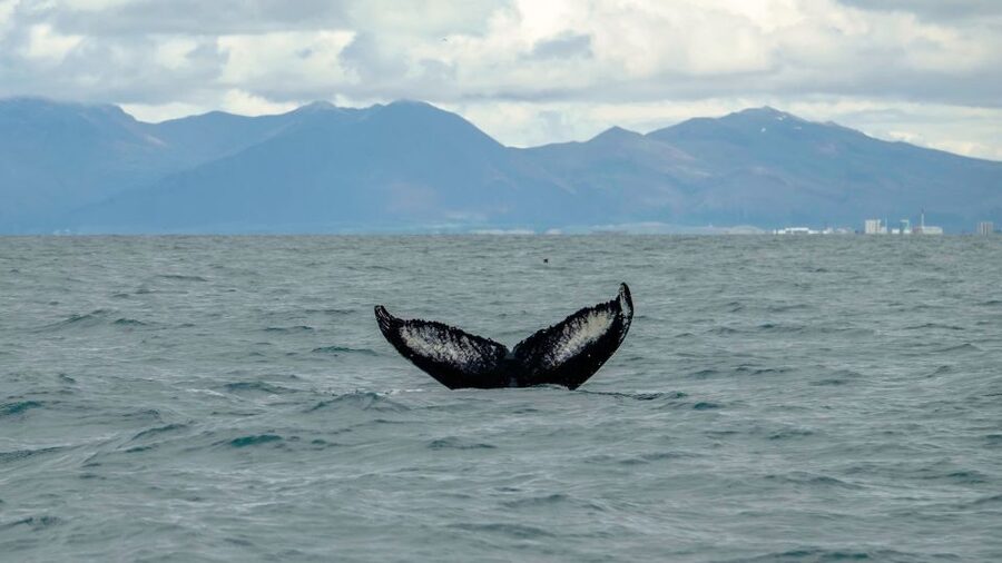 Reykjavik: Premium Whale Watching with Flexible Ticket - Flexible ticket: how to adjust when your Reykjavík day changes