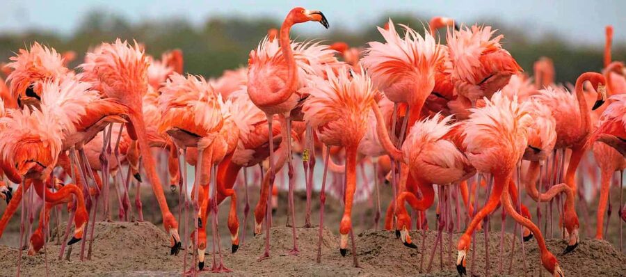 Rio Lagartos and Las Coloradas: Safari Flamingo Luxury - Crocodile Spotting Without the Rush