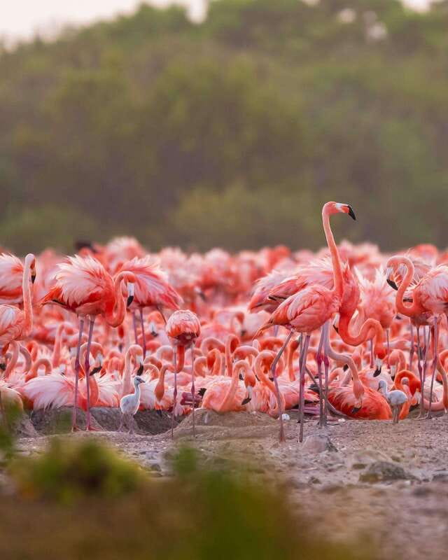 Rio Lagartos and Las Coloradas: Safari Flamingo Luxury - Mangrove Walk and the Mayan Clay Exfoliation Moment