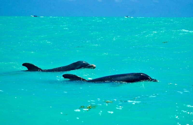 Rio Lagartos and Las Coloradas: Safari Flamingo Luxury - Meeting Point and Timing: Getting on the Boat Smoothly