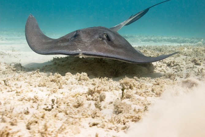 Riviera Maya Luxury Snorkeling Cruise with Lunch and Drinks - Group Size: Max 34 vs. How It Can Feel