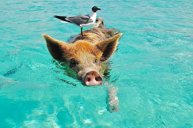 Rose Island 3 Island Luxury Private Tour(8hrs) - Key highlights you’ll feel on this tour