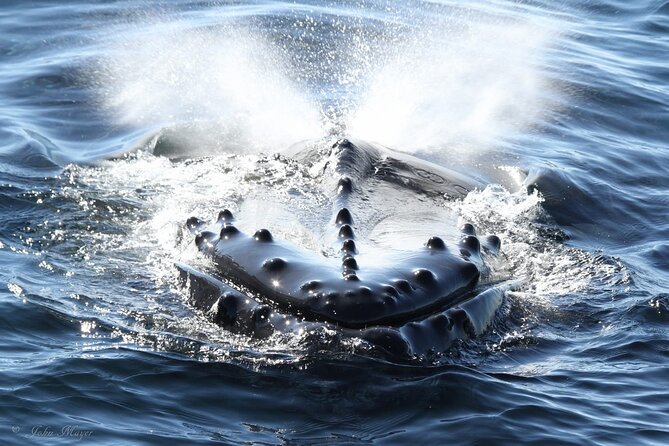 San Diego Whale/Dolphin Watching Cruise Aboard Luxury Vessel - San Diego Whale Watching That Starts at H&M Landing