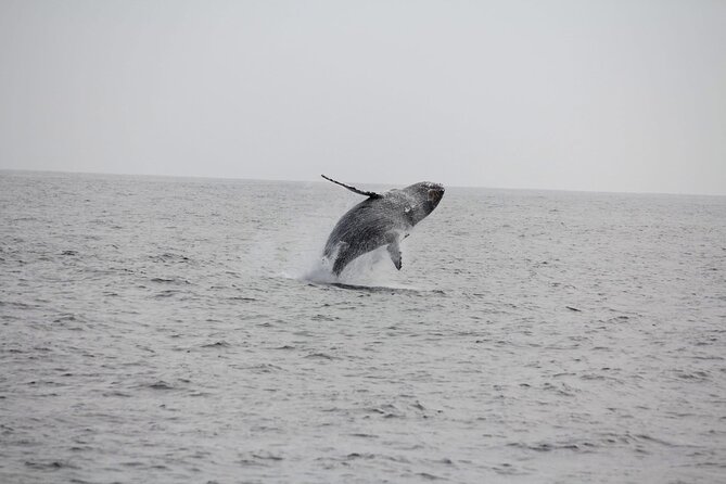San Diego Whale/Dolphin Watching Cruise Aboard Luxury Vessel - Whale Chances: What Species Are on the Radar