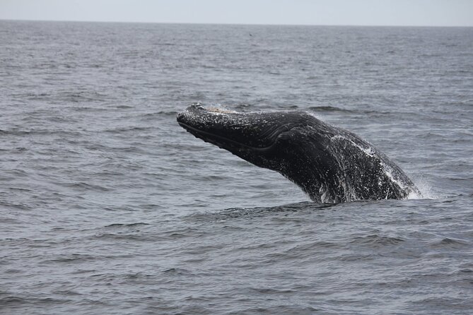 San Diego Whale/Dolphin Watching Cruise Aboard Luxury Vessel - How the Naturalists and Captains Make It More Than Just Spotting