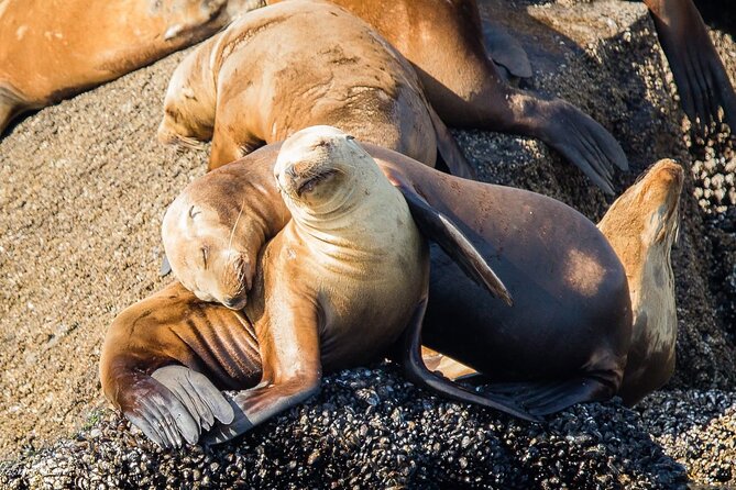 San Diego Whale/Dolphin Watching Cruise Aboard Luxury Vessel - Drinks and Snacks: What’s Included and What You’ll Need to Plan
