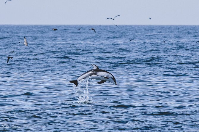 San Diego Whale/Dolphin Watching Cruise Aboard Luxury Vessel - Price and Value: Is $76 a Fair Deal?