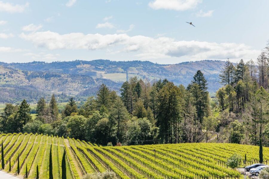 San Francisco: Luxury Small-Group Wine Tour of Napa Valley - Ru Vango and Carneros AVA: Art in the Tasting Salon + a Reserve Flight