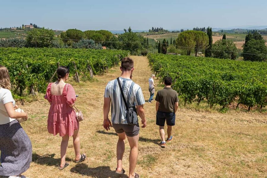 San Gimignano: Premium Wine Tour with Lunch - Lunch in the Dining Room or Panoramic Terrace: Pappa al Pomodoro to Olive Oil