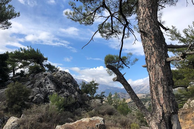 Sarakina Gorge, Kritza, Oliveoil Tasting, Mountains, South Coast - Pine-forest mountain roads: the Harry Potter effect on Crete