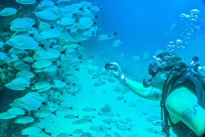 Scuba Diving with a 5-Star PADI Center in Puerto Vallarta - Why Banderas Bay is a smart choice for a guided 2-tank day