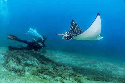 Scuba Diving with a 5-Star PADI Center in Puerto Vallarta - The underwater “greatest hits”: Las Caletas, Marietas, and Los Arcos
