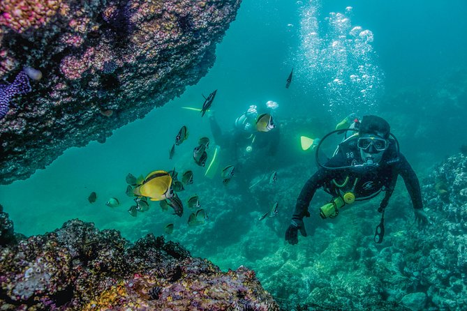 Scuba Diving with a 5-Star PADI Center in Puerto Vallarta - Safety, group size, and guide quality that actually shows