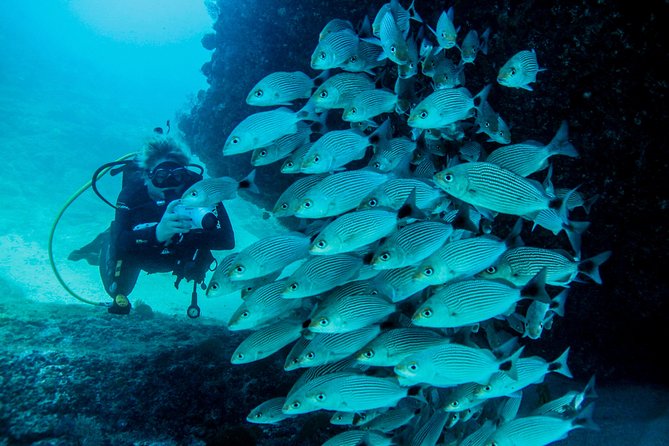Scuba Diving with a 5-Star PADI Center in Puerto Vallarta - Gear, wetsuits, and visibility: the real-world conditions check