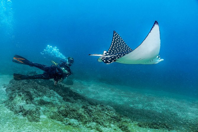 Scuba Diving with a 5-Star PADI Center in Puerto Vallarta - The underwater “greatest hits”: Las Caletas, Marietas, and Los Arcos