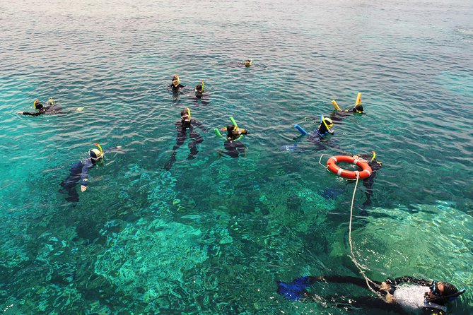 Seastar Luxury Outer Great Barrier Reef Island and Reef Tour - Michaelmas Cay: glass-bottom views and a snorkel-friendly island stop