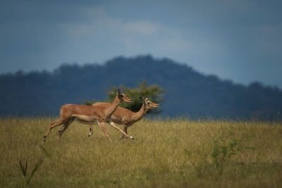 Selous Luxury Day Safari with Photographer - Game drives in Selous: what makes the “giant-game” search work