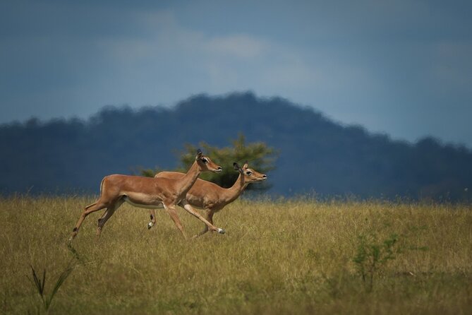 Selous Luxury Day Safari with Photographer - Game drives in Selous: what makes the “giant-game” search work