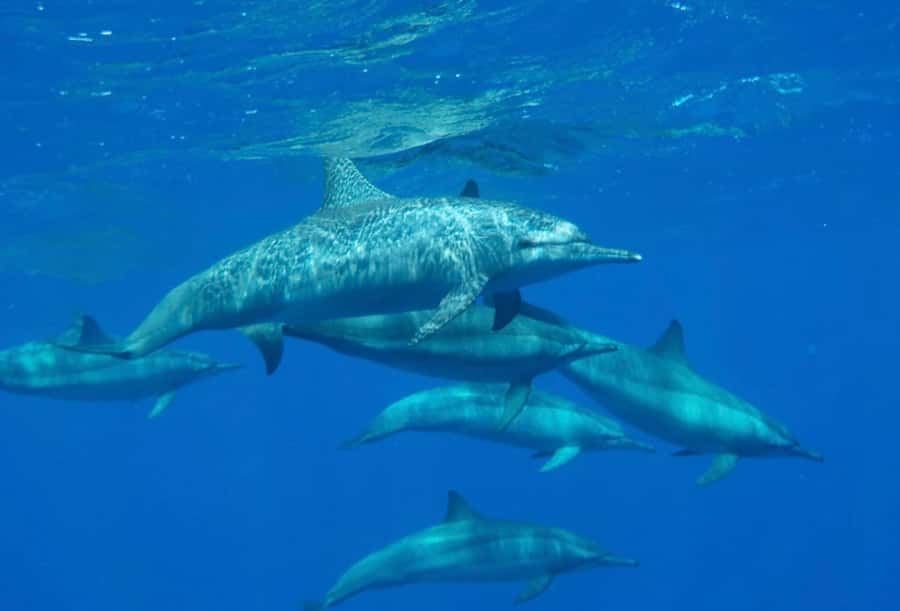 Sharm el-Sheikh: Premium Ras Mohammed & White Island Cruise - Timing on the Water: Why 6–7 Hours Feels Like a Full Day (Not a Quick Tour)
