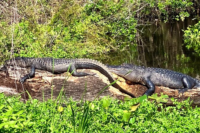 Silver Springs Premium Florida Wildlife Experience! - Key Highlights Worth Planning For