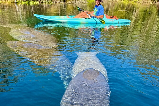 Silver Springs Premium Florida Wildlife Experience! - Wildlife Spotting: What You Can Expect to See