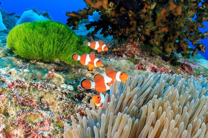 Similan Islands Full Day - Premium - FAQ