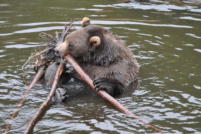 Sitka Premium Tour- Private- Alaska Raptor Center, Fortress of the Bears,Totems - Key Things That Make This Tour Worth Your Time