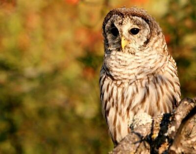 Sitka Premium Tour- Private- Alaska Raptor Center, Fortress of the Bears,Totems - Your Ride, Your Guide, and Why the Timing Matters